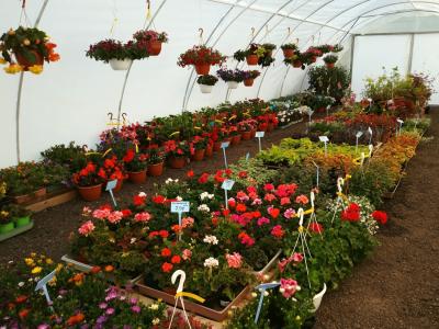 Centrum Ogrodnicze JUNIPEA w Marszowie-kwiaty jednoroczne